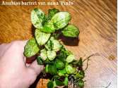 Анубіас Пінто (Anubias Pinto)