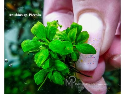 Анубиас Пикколо (Anubias sp. Piccolo)