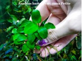 Anubias barteri var. nana Petite Anubias barteri var. nana Petite