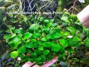 Anubias barteri var. nana Petite Anubias barteri var. nana Petite