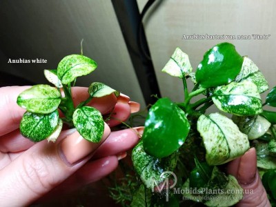 Анубиас Вайт (Anubias White)