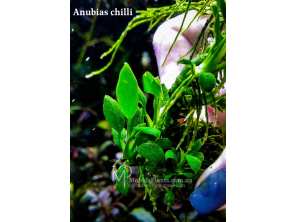 Анубіас Чилі (Anubias Chilli)