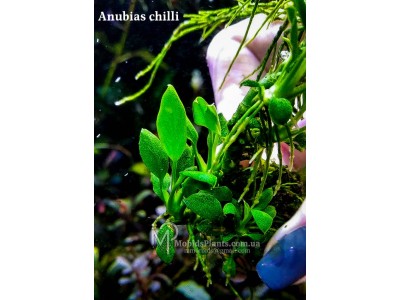 Анубиас Чили (Anubias Chilli)