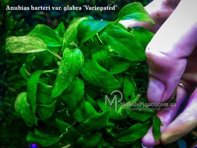 Анубиас Глабра вариегатный (Anubias barteri var. glabra "Variegated")