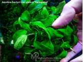 Анубіас Глабра варіегатний (Anubias barteri var. glabra "Variegated")