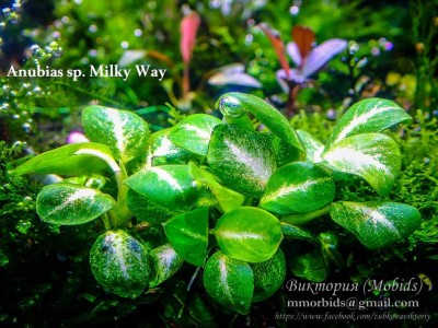 Анубиас Милки Вэй (Anubias sp. Milky Way)
