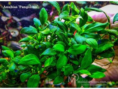 Анубиас Панголино (Anubias "Pangolino")