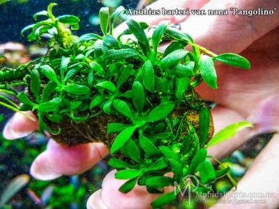 Анубиас Панголино (Anubias barteri var. nana "Pangolino")