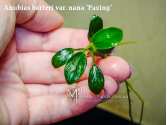 Анубіас Паксінг (Anubias barteri var. nana "Paxing")