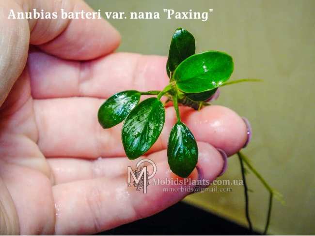 Анубіас Паксінг (Anubias barteri var. nana "Paxing")