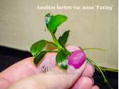 Анубіас Паксінг (Anubias barteri var. nana "Paxing")