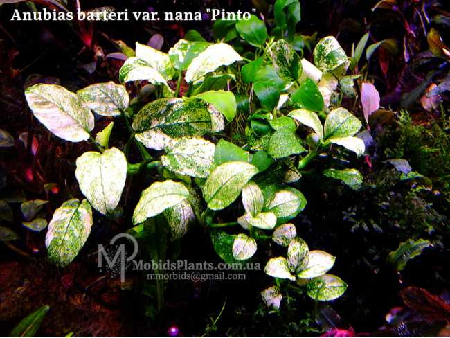 Анубіас Пінто (Anubias Pinto)