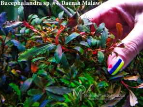 Буцефаландра Bucephalandra sp. #4, Daerah Malawi