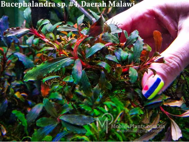 Буцефаландра Bucephalandra sp. #4, Daerah Malawi