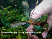 Буцефаландра Bucephalandra sp. #4, Daerah Malawi Буцефаландра Bucephalandra sp. #4, Daerah Malawi