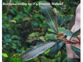 Буцефаландра Bucephalandra sp. #4, Daerah Malawi Буцефаландра Bucephalandra sp. #4, Daerah Malawi