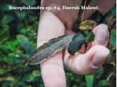 Буцефаландра Bucephalandra sp. #4, Daerah Malawi Буцефаландра Bucephalandra sp. #4, Daerah Malawi
