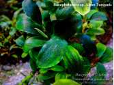 Буцефаландра Bucephalandra sp. Abun Turquoise