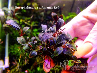 Буцефаландра Bucephalandra sp. Amanda Red
