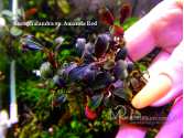 Буцефаландра Bucephalandra sp. Amanda Red