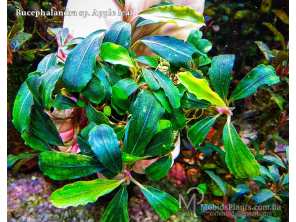 Буцефаландра Bucephalandra sp. Apple leaf