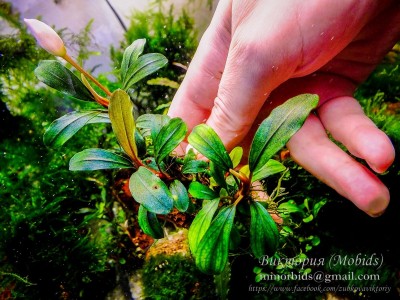 Буцефаландра Bucephalandra sp. Apple leaf, Malinau