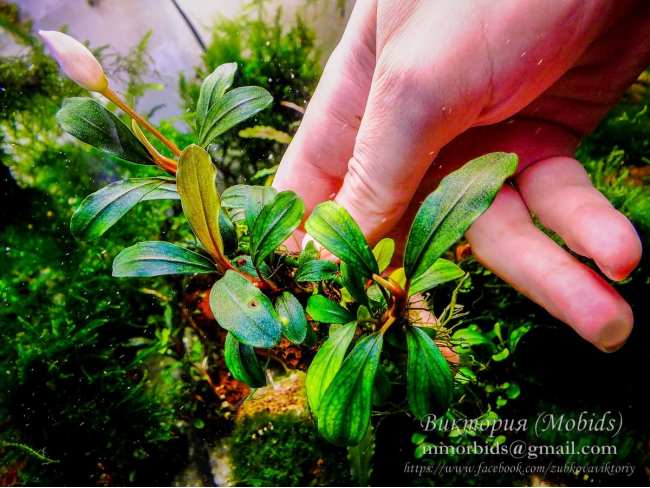 Буцефаландра Bucephalandra sp. Apple leaf, Malinau