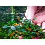 Буцефаландра Bucephalandra sp. Army red Буцефаландра Bucephalandra sp. Army red