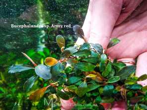 Буцефаландра Bucephalandra sp. Army red