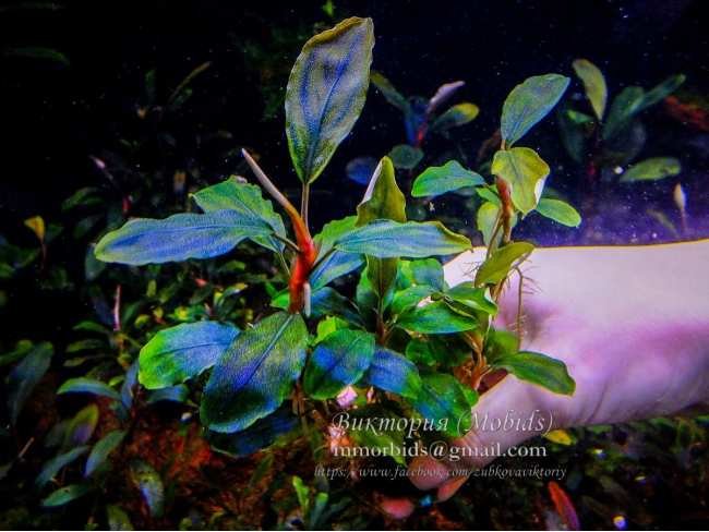 Буцефаландра Bucephalandra sp. Aurora Blue (limited edition)