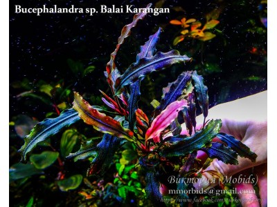 Буцефаландра Bucephalandra sp. Balai Karangan