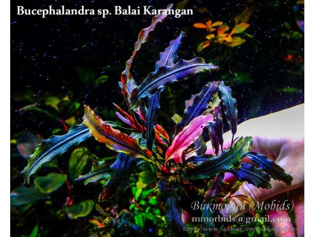 Буцефаландра Bucephalandra sp. Balai Karangan