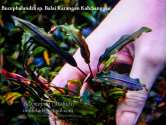 Буцефаландра Bucephalandra sp. Balai Karangan