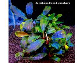 Буцефаландра Bucephalandra sp. Batang kawa