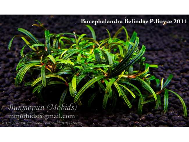 Буцефаландра Bucephalandra Belindae P.Boyce 2011