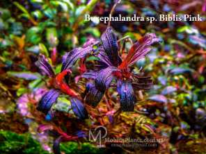 Буцефаландра Bucephalandra sp. Biblis Pink