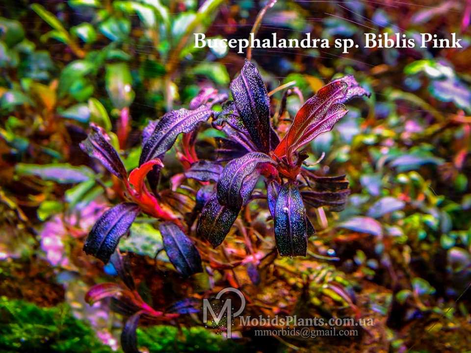 Bucephalandra sp. Violet bolsom - 水草