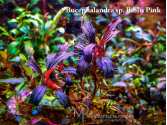 Буцефаландра Bucephalandra sp. Biblis Pink