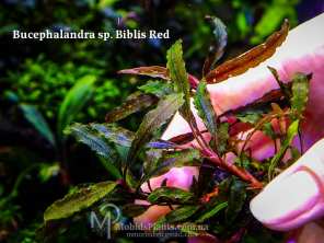 Буцефаландра Bucephalandra sp. Biblis Red