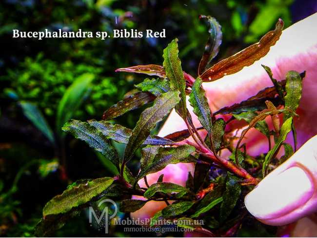 Буцефаландра Bucephalandra sp. Biblis Red