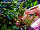 Буцефаландра Bucephalandra sp. Biblis Red