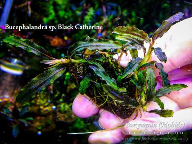 Буцефаландра Bucephalandra sp. Black Catherine