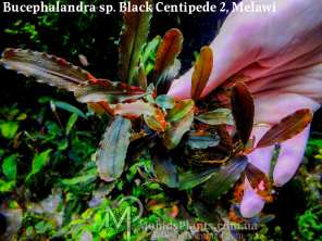 Буцефаландра Bucephalandra sp. Black Centipede 2, Melawi