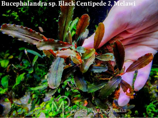 Буцефаландра Bucephalandra sp. Black Centipede 2, Melawi