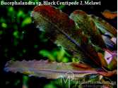 Буцефаландра Bucephalandra sp. Black Centipede 2, Melawi