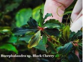Буцефаландра Bucephalandra sp. Black Cherry