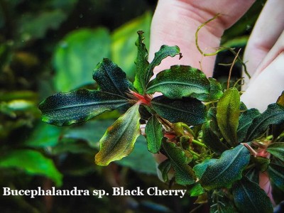 Буцефаландра Bucephalandra sp. Black Cherry