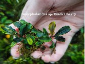 Буцефаландра Bucephalandra sp. Black Cherry Буцефаландра Bucephalandra sp. Black Cherry