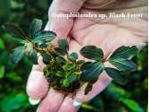 Буцефаландра Bucephalandra sp. Black Frost