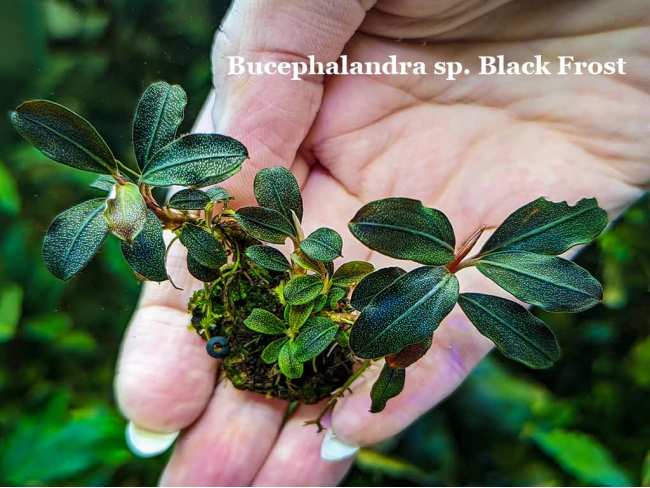 Буцефаландра Bucephalandra sp. Black Frost